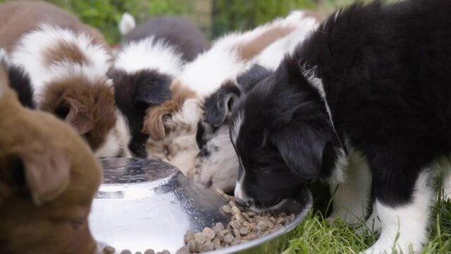 A group of cute little puppies eat dry dog food from a bowl on grass - top closeup