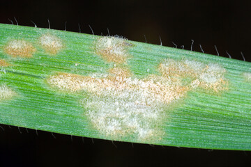 Barley powdery mildew or corn mildew caused by the fungus Blumeria graminis is a significant...