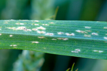 Barley powdery mildew or corn mildew caused by the fungus Blumeria graminis is a significant...