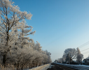 真冬の北海道の凍結道路と樹氷