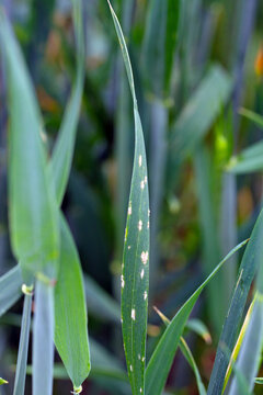 Barley powdery mildew or corn mildew caused by the fungus Blumeria graminis is a significant disease affecting cereal crops.