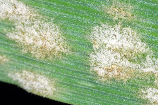 Barley powdery mildew or corn mildew caused by the fungus Blumeria graminis is a significant disease affecting cereal crops.