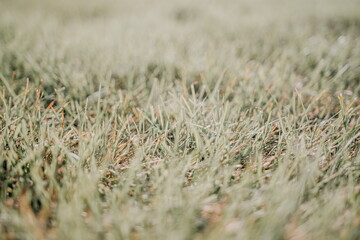 Close up of the green grass lawn with sun beam, soft focus, copy space.