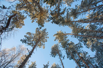 winter morning pine trees against the sky