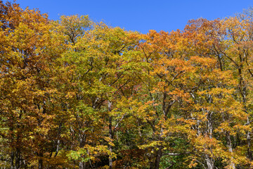 Fototapeta premium ミズナラの紅葉