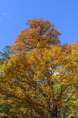 Fototapeta premium ミズナラの紅葉