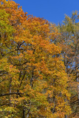 ミズナラの紅葉