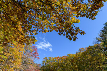 ミズナラの紅葉