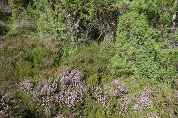 Fototapeta premium Norwegen - Landschaft bei Nordrevik und Vadheim / Norway - Landscape near Nordrevik and Vadheim /