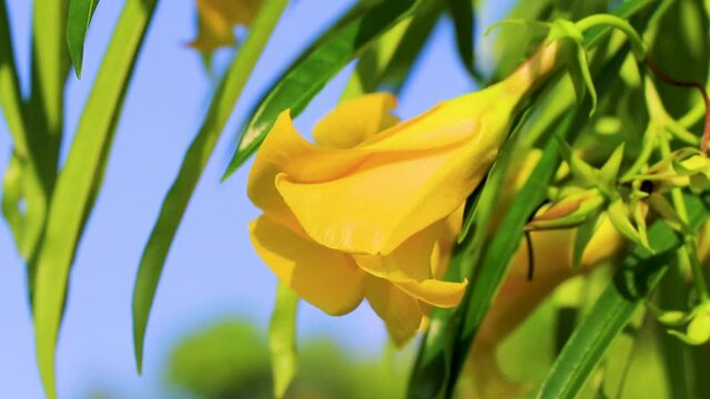 Honey bees climb fly into yellow Oleander flower in Mexico.