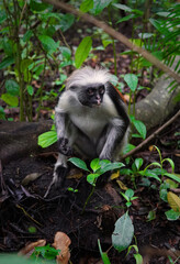 Endangered Zanzibar red colobus monkey (Procolobus kirkii), Jozani forest