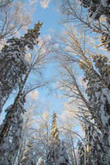 Fototapeta premium Winter coniferous forest after snowfall, frosty day, landscape