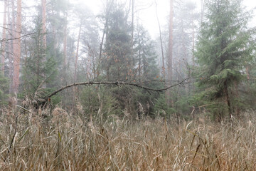 curved tree in the foggy morning forest