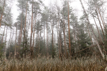trees in the misty forest