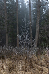 frosted tree in the forest