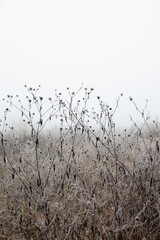 frozen grass in the foggy field