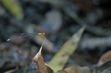 dragonfly on a leaf