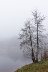 Obraz na płótnie Canvas foggy morning in the forest