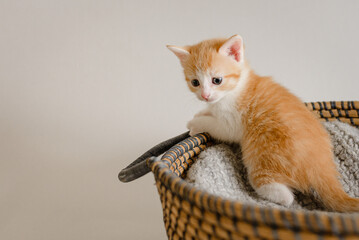 petit chaton roux tigré appuyé sur son panier