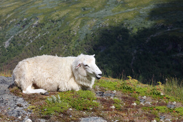 Obraz na płótnie Canvas Schaf in Aurlandsvegen / Sheep at Aurlandsvegen / Ovis