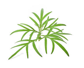 Artemisia vulgaris L, Sweet wormwood, Mugwort or artemisia annua branch green leaves on white background.