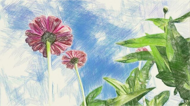 art drawing color of pink zinnia flower