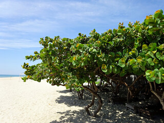 Fototapeta na wymiar 白い砂浜に生える南国の木