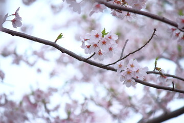 桜