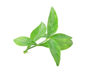 Andrographis paniculata , Green chiretta , Andrographis isolated on a white background