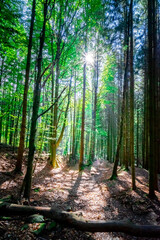 Obraz premium Hiking to the Nagesteiner Waterfalls in the Bavarian Forests