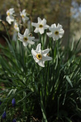 Obraz premium daffodils in a garden