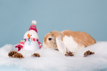 Dutch mini lop bunny with a snow man