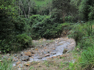 stream in the woods