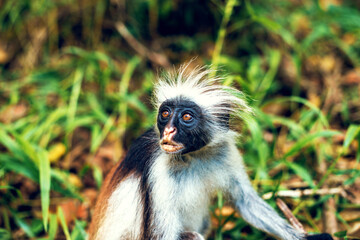 Naklejka na ściany i meble Red Colobus Monkey in Zanzibar Jozani forest, Tanzania