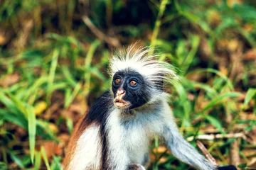 Foto op Plexiglas Red Colobus Monkey in Zanzibar Jozani forest, Tanzania © Alen Ajan