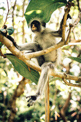 Red Colobus Monkey in Zanzibar Jozani forest, Tanzania