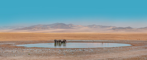 Amazing african elephants concept - African elephants standing near lake in Etosha National Park,...