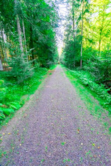 Fototapeta premium Hiking to the Kuernburg near Stamsried in the Bavarian Forests 