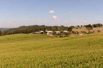 Fototapeta premium Fazenda em campo de milho