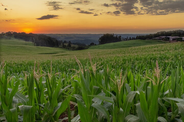 Por do Sol em campo de milho