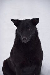 Black dog in the snow