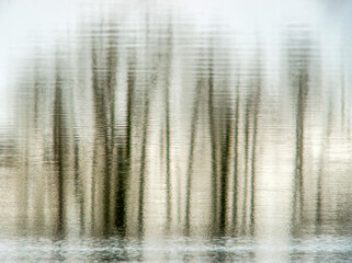 Reflets d'arbres sur un étang dombiste à Saint-Paul-de-Varax, Ain, France
