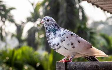 A beautiful white domestic pigeon standing alone on a wooden loft