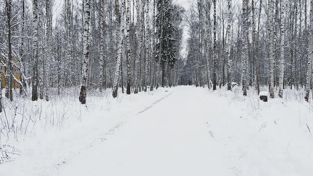 Snow-covered empty forest, black and white birch trunks and other trees, no one in the park, peace and tranquility