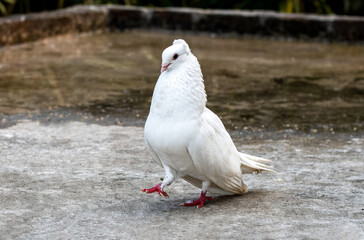 A beautiful white fancy pigeon walking on the rooftop