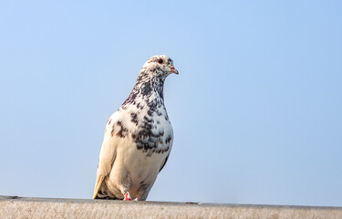 Common homing pigeon standing alone with a curious look under the blue sky