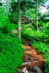 Hiking Hadriwa Highpath in the Bavarian Forests