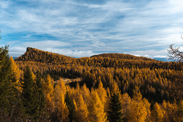 Autumn forest in Asiago plateau in Italy