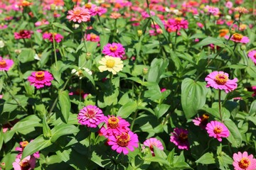 pink and yellow flowers