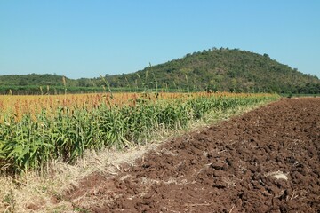 Landscape sorghum ranch is an important forage in the United States and Australia. Can be cooked either by boiling it for making porridge or baking bread or brewing beer. Selectable focus